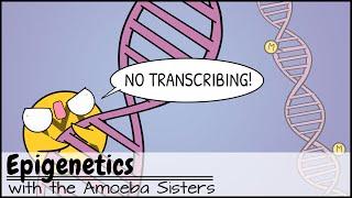 Epigenetics