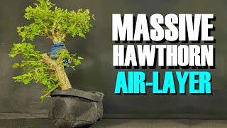 Air layering a monster hawthorn