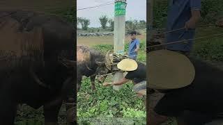 Risky Farm Hack : Bull Struggles as Workers Try Nose Ring on a Power Pole !