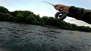 Fly Fishing For Wild River Brown Trout | Scotland