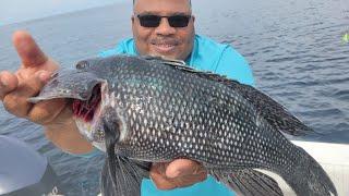 Check out this HUGE black sea bass!
