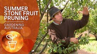 How to prune stone fruit trees in summer