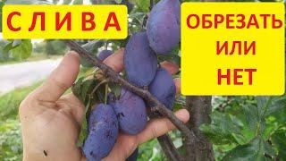 Слива Стенлей - урожай и обрезка, есть ли связь между этим?
