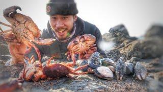 Coastal Foraging ALL THIS to Make Delicious Cioppino (BIG Mussels, Crabs, Clams)!