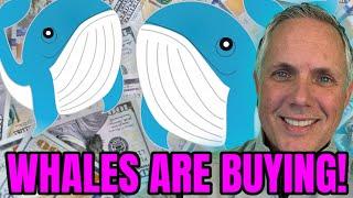 A WHALE BOUGHT $263,867 OF THIS MEME COIN PRESALE! THE PRESALE IS ALSO ABOUT TO CLOSE!