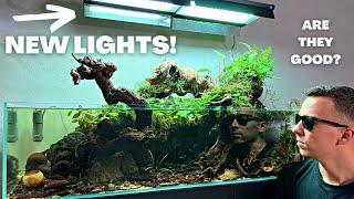 TESTING NEW BUDGET FRIENDLY AQUARIUM LIGHTS ON MY BIG SHALLOW TANK!