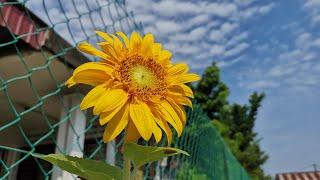 第一次種植太陽花 Growing Sunflower