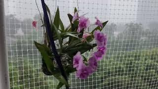 Thunder and lighting flowers