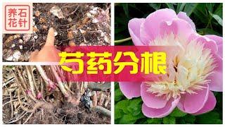 芍药花分根 - 实战演示和讲解 - 需要一点点力气和技巧