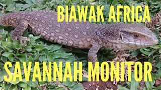 SAVANNAH MONITOR BIAWAK DARI AFRICA | VARANUS EXANTHEMATICUS