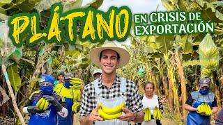 Agricultores alertan sobre crisis de exportación del Plátano por plaga de Trips  | Agricooltores
