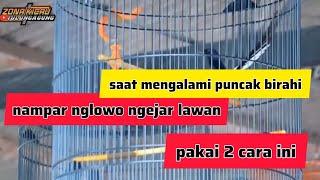 penanganan burung muncak birahi galak nyerang lawan nglowo