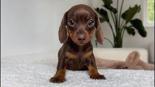 We have a name for our Mini Dachshund puppy.