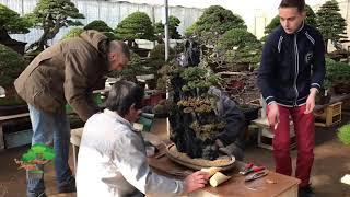 During apprenticeship of Andrei Bessonov/Putting rock planting bonsai into  pot by Masahiko Kimura