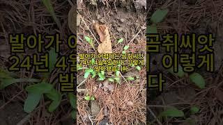 곰취파종
