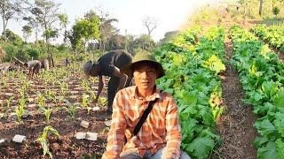 Hướng dẫn người dân Châu Phi trồng rau về mùa khô || Tony Phong cuộc sống Châu Phi