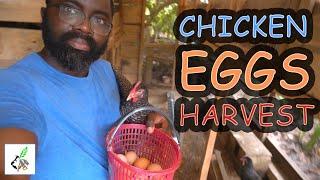 Harvesting Eggs | Making a Profitable Poultry Farm | Homestead | Backyard Chicken Farming