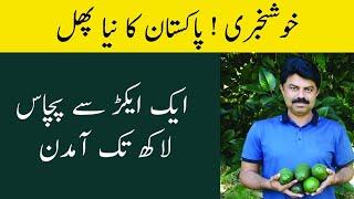 Avocado Farming in Pakistan l High Value Fruit Farming ll How to Earn 5 Million From one Acre