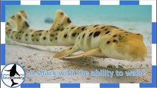 A shark with the ability to walk? Epaulette Shark (Hemiscyllium ocellatum)