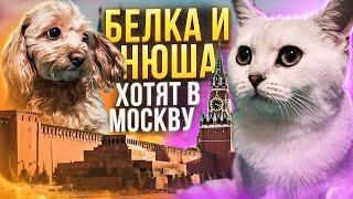 БЕЛКА И НЮША ХОТЯТ В МОСКВУ /ПОКОРМИЛИ ПТИЧЕК /ЛАЙКИ LIKE#cat