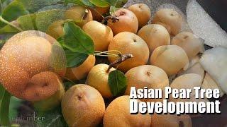  Flower to Fruit || Asian Pear tree development 2015 UK || Pyrus Pyrifolia || Nashi Pear