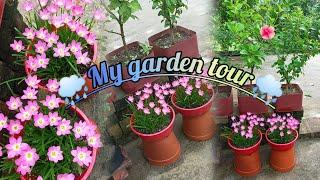 এই বর্ষাতে আমার ছাদ বাগানটা ঘুরিয়ে দেখালাম।My garden tour vlog.🪴