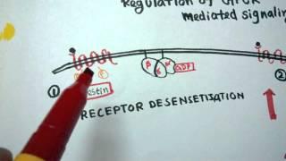 GPCR regulation | Desensitization of GPCR