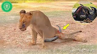 35 Painful Moments! Injured Lion Fights Wild Buffalo | Animal Fight