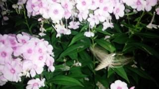 White-lined hawk moth feeding at night