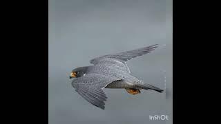 Falcons....Fastest being on earth...plz subscribe my channel 