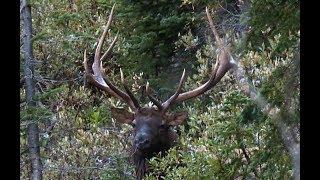 BOWHUNTING BIG PUBLIC LAND ELK! | L2H S08E02 "Mountaintops & Teardrops"