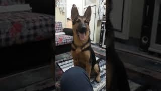 K9 eğitim köpek  eğitimi