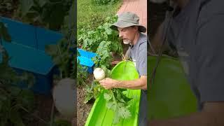 Tips for Harvesting Turnips