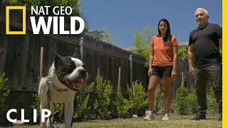 Cesar Demonsrates How to Break Aggression in Dogs | Cesar Millan: Better Human Better Dog