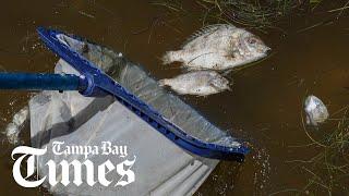 A look at Red Tide fish kills in Tampa Bay