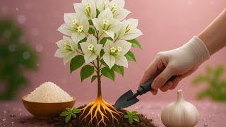 Simple bougainvillea propagation – 100% success guaranteed!