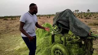 Processing of Sisal into fibre in one minute