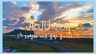 [제주도 브이로그] 10월 제주 몽땅 누린 2박 3일 | 억새 몽땅, 제주 음식 몽땅, 제주 볼거리 몽땅 즐기기 (억새 왕 예쁨)