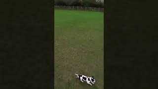 Daisy pup chasing drone