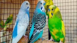 Over 12 Hours of Budgies Playing, Singing and Talking in their Aviary Budgie sounds for sad birds