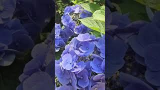 [장위뉴타운 마을여행] 수국이 전하는 여름이야기, 초안산 수국동산
