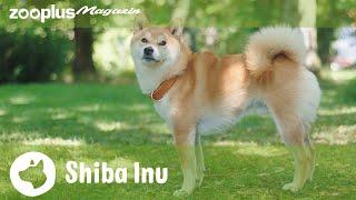 Shiba Inu im Rasseporträt: Charakter, Haltung & Pflege | zooplus Magazin