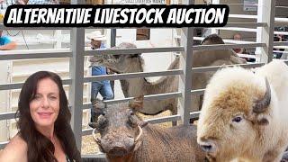 Behind-the-Scenes at the Alternative Livestock Auction: Must-See!