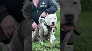Amstaff Boy #amstaff #pitbull #dog #гуляем #собака #семья #прогулка