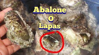 PHILIPINES ABALONE/LAPAS