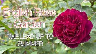 English Rose Garden Tour - The Lead Up To Summer | David Austin Roses | Perennials | Trees and more