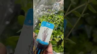 Rotala Rotundifolia - Aquariumplantenshop