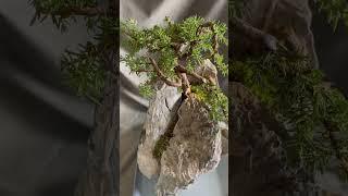 Penjing landscape #Juniper Bonsai #Matchstick log cabin