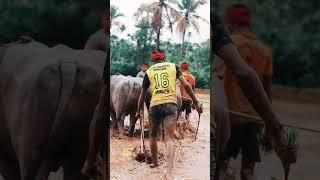 TEAM NANDALIKE | TULUNADU KAMBALA| CULTURE|DRISHYAM STUDIOS| 2023