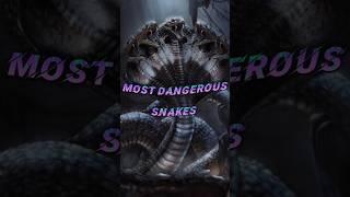 Top 10 Most Dangerous Snake In the World #shorts